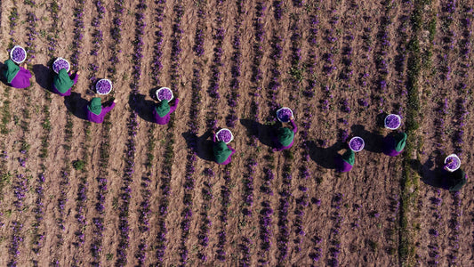 Léxico do mundo: a identidade em exílio